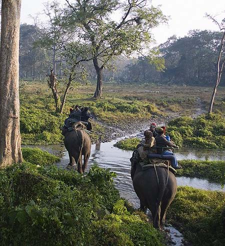 Spend your vacation at Dooars with Mahananda Wildlife Sanctuary | Dooars  Ecoviillege